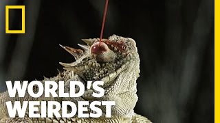 Blood Shooting Eyes | World&#39;s Weirdest
