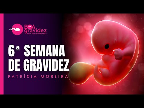 6 SEMANAS DE GRAVIDEZ - Gravidez Semana a Semana