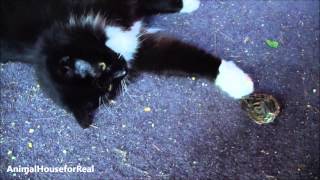 Amazing Barn Cat Rescues Baby Bird