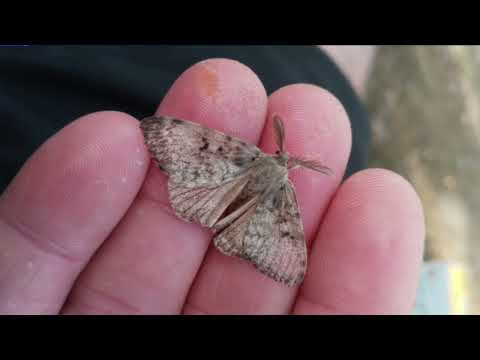 Gypsy Moth Treatment