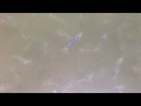 Bayerische Garnele 🦐 bei CrustaNova