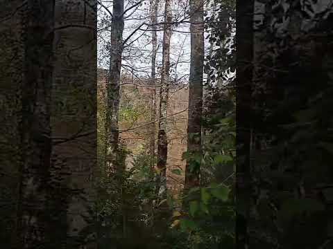 Parcela Curarrehue Camino