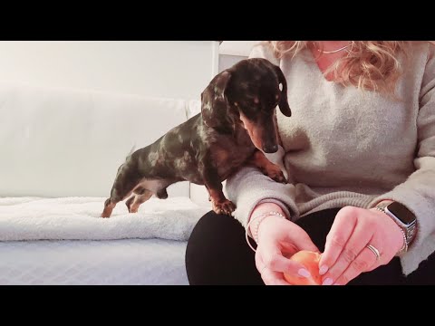 HOW REACTS MINI DACHSHUND WHEN HE DISCOVERS TANGERINES FOR THE FIRST TIME?