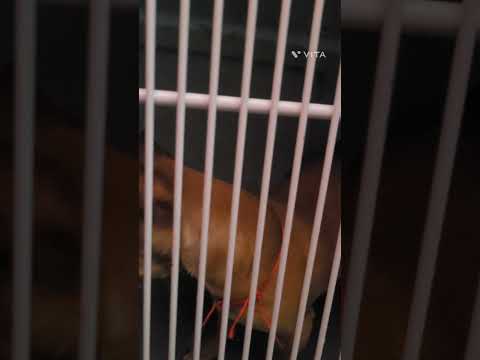 Toto tras las rejas por peligroso##Toto in jail for dangerous🐕😁😄👮‍♂️