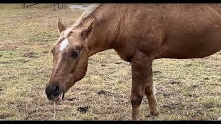 Rabies In Horses - Black Sticky Tar On Horses - Horses Eating Apples