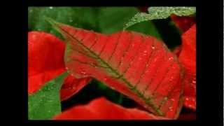 Rob Halford Light Of The World  [I LOVE U BUTQU]