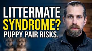 Littermate Syndrome: The Truth About Raising Two Puppies Together