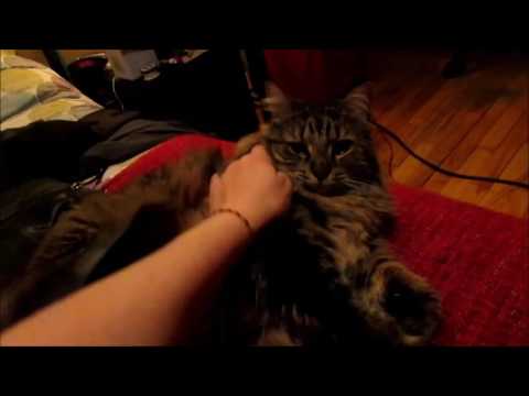 Luigi Chat-Petit-Âne Coeur de Lion H et moi