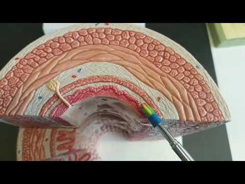 Layers of the digestive tract