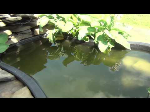 download lagu mp3 mp4 What Does Puer Tea Taste Like, download lagu What Does Puer Tea Taste Like gratis, unduh video klip What Does Puer Tea Taste Like