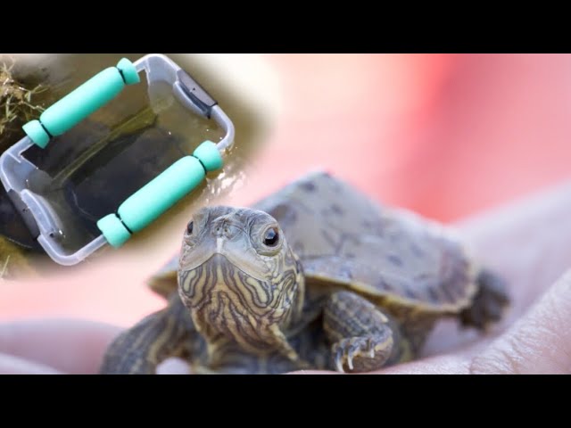 FISH TRAP Catches BABY BROWN TURTLE (SO CUTE)