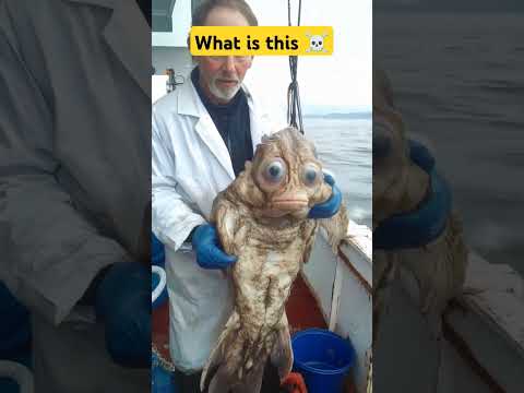 What is this sea creature with a face?!?!#strangeai #oddy boy 😲