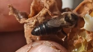 جمع الملكات من التقسيم و الاستفادة من البيوت الملكية الجزء(02)