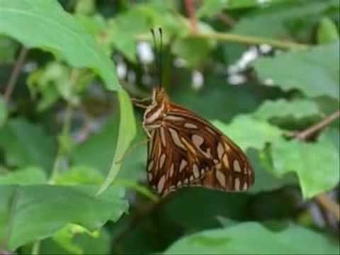 Geoffrey Oryema - Butterfly kiss