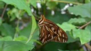 Geoffrey Oryema - Butterfly kiss