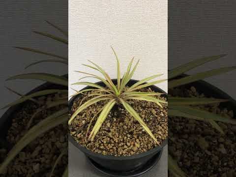 屋外のユッカを維持するにはどうすればよいですか?魔法の開花のチュートリアル!  庭園