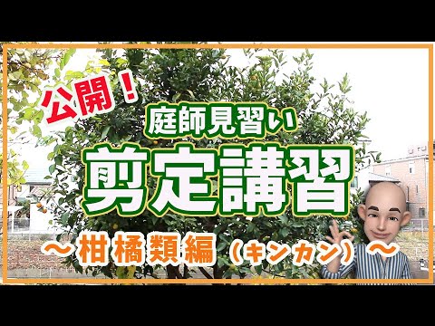 庭にエキゾチックな香りを吹き込むために、カリンの木をいつ剪定すればよいでしょうか?  庭園