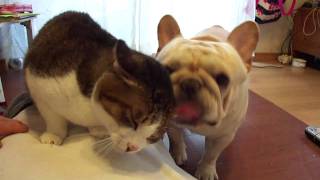 Любитель кошечек