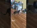 Bengal Cat Is Told To Be Gentle To Grey Tabby Shorts