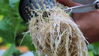 How to trim roots in your Hydroponic Victory Garden