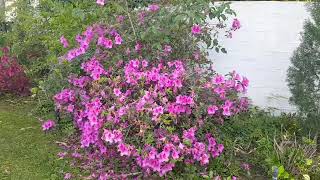 Springtime Is Blooming Beautifully