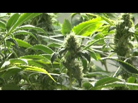 NJ Marijuana & Wayne Township Vote