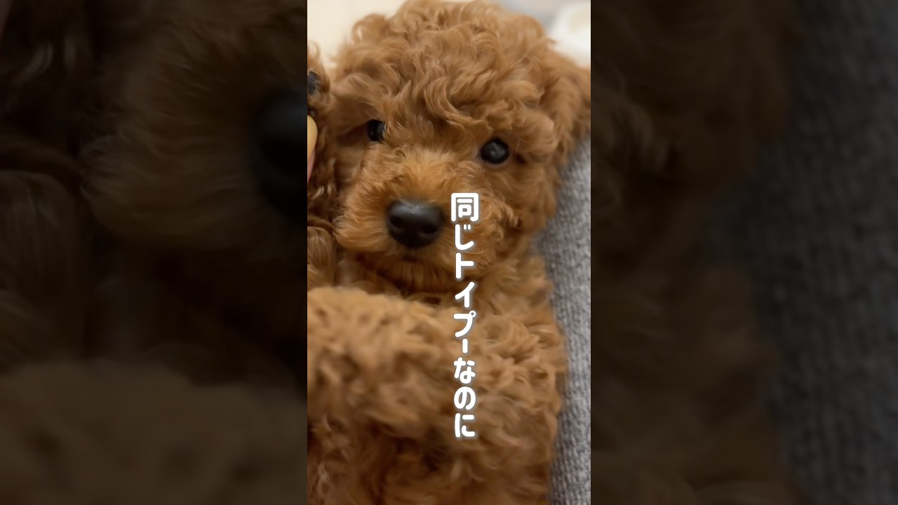 肉球見れば体格差が分かる！ #トイプードルブリーダー #トイプードル 飼い主募集中