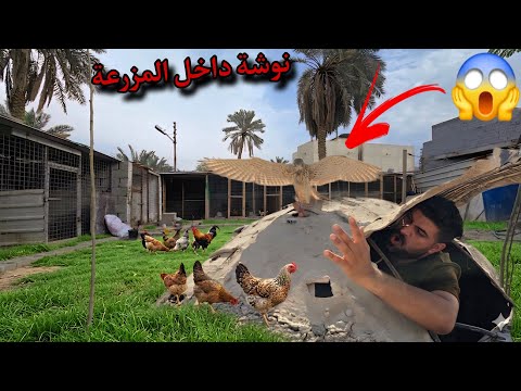 لن تصدق ماذا فعلت داخل مزرعتي! 🦉 راح تنصدم