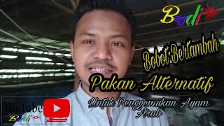 Download lagu PAKAN AYAM ARAB ALTERNATIF UNTUK PENGGEMUKAN mp3