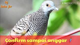 Download lagu Suara untuk mikat merbok mp3 mp3 Download lagu Suara untuk mikat merbok mp3 mp3