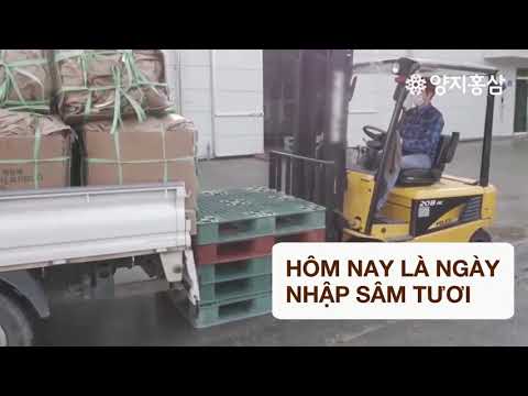 Vì sao Hồng sâm Yangji có chất lượng vượt trội tại Hàn Quốc?