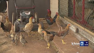 City moves forward to get rid of feral chickens