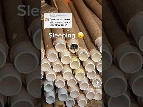 Why I keep native solitary bees instead of honeybees