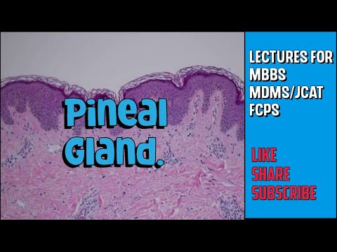 Histology 33: Pineal gland.