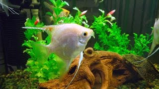 preview picture of video 'Аквариумы в природно-экологическом музее (Aquariums in natural-ecological museum)'