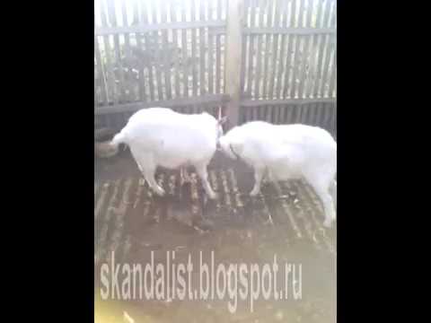 ЖЕСТЬ! БИТВА БЕЛЫХ КОЗЛОВ НА СМЕРТЬ! СМОТРЕТЬ ДО КОНЦА!!!
