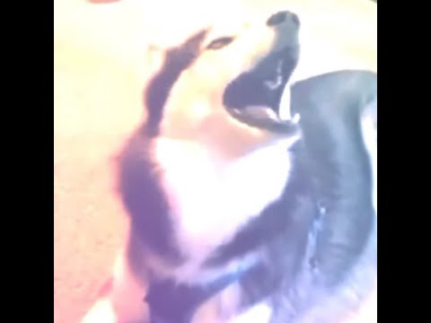 Ancient Husky Melodie | The Kiffness