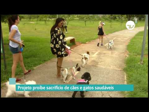 Projeto proíbe sacrifício de cães e gatos saudáveis - 20/05/21
