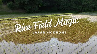 The Essence of Life Seen From the Sky—Japan’s Stunning Rice Fields!