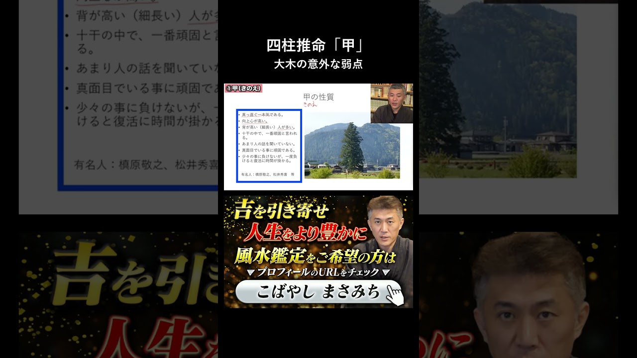 四柱推命甲の性質、まっすぐな大木が持つ意外な弱点 #shorts