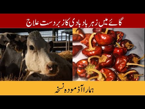 Zeharbad Ka Ilaj Cow | Zeher Baad Ka Ilaj | Effective Remedies