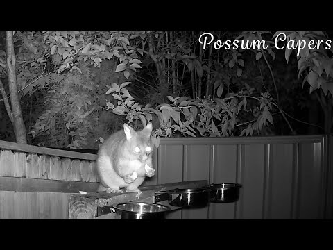 Raylene Can Eat With Both Hands At The Same Time