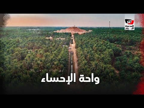 واحة الإحساء تدخل جينيس كأكبر واحة نخيل في العالم