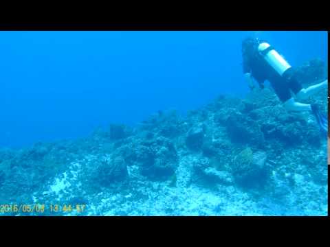 2016 05 03 Nurse Shark at Cedral