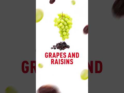 Top 5 toxic food for Cats