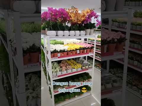 #selma #viral #batamhits #furniture #kerenbanget #shorts #fyp