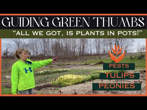 "ALL WE GOT, IS PLANTS IN POTS" // PEONY PLACEMENT // TULIPS UPDATE // PESTS