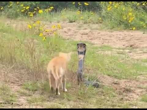 Не спорь с котом, змеюка!