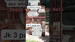 Download lagu rawatan simple burung kapas tembak KT #hobbiburung #kicaumania #masteran mp3 Download lagu rawatan simple burung kapas tembak KT #hobbiburung #kicaumania #masteran mp3