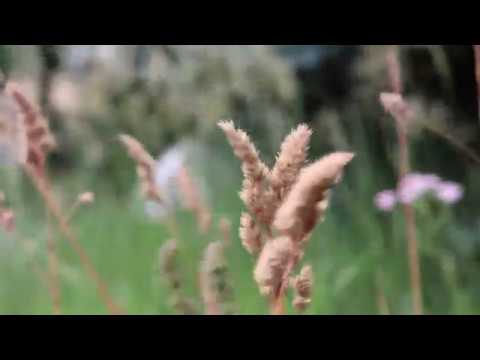ORCHARDGRASS (Dactylis glomerata)